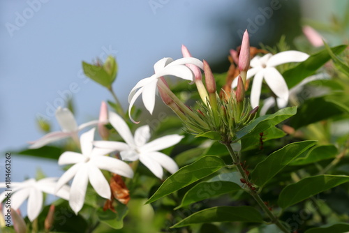 Pure white jasmine flowers bloom slowly, against a misty background