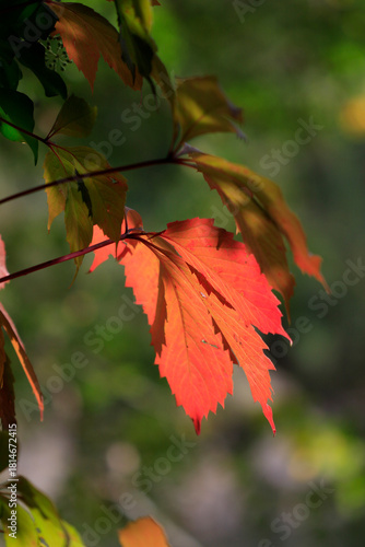 Vigne rouge feuillage