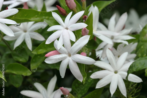 Pure white jasmine flowers bloom slowly, against a misty background