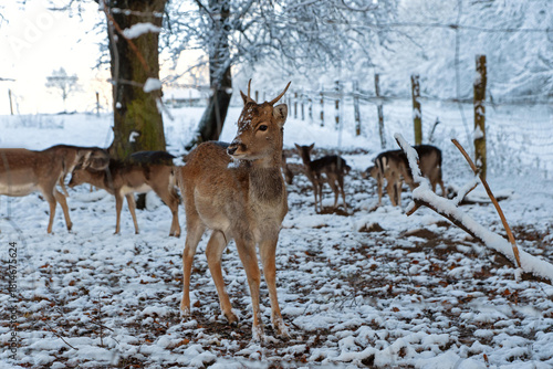 Wildtiere im Schnee