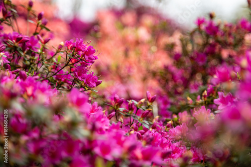A vibrant display of pink azaleas in full bloom, portraying nature's artistry and the beauty of flowers during the peak blooming season in an enchanting outdoor setting.