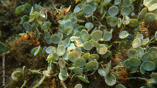 Green algae mermaid's cup Acetabularia acetabulum undersea, Ligurian Sea, Italy, Imperia
