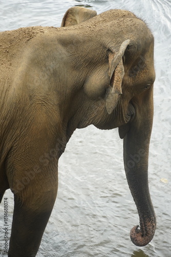 Wallpaper Mural Amazing Sri Lankan Elephants Torontodigital.ca