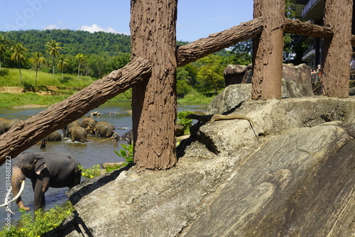 Wallpaper Mural Amazing Sri Lankan Elephants Torontodigital.ca