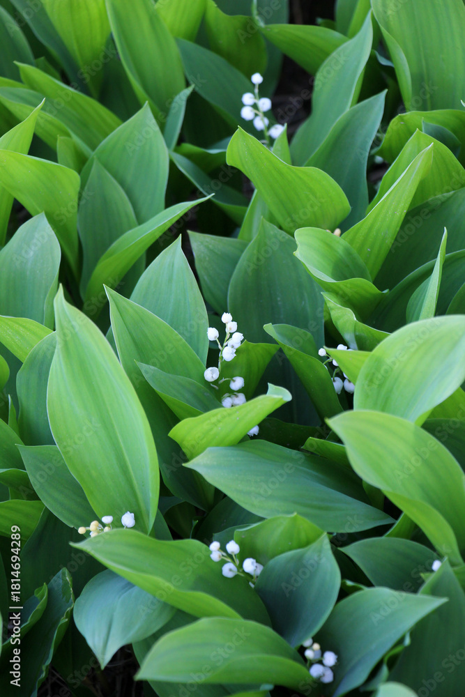 Fototapeta premium Common lily of the valley (Convallaria majalis) grows in nature
