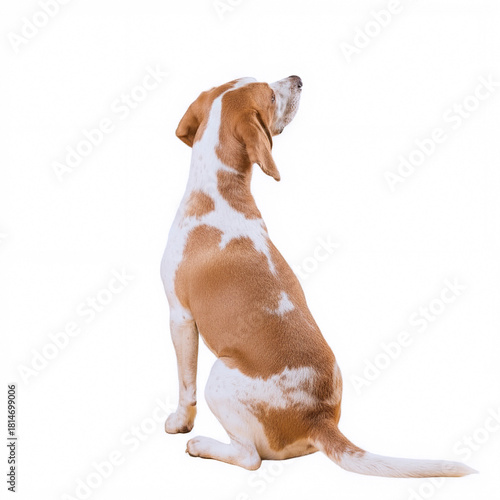 beagle dog isolated on white background. sitting on floor.