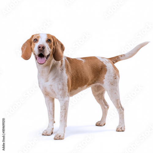 beagle dog isolated on white background. side view