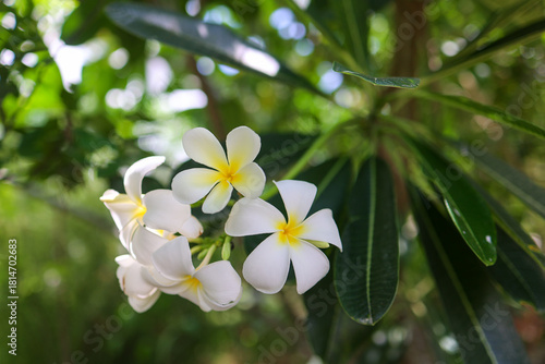 Close-up of white plumeria (frangipani) flowers with soft yellow centers, blooming in natural sunlight. Lush green background with gentle bokeh creates a tropical, serene and fresh atmosphere