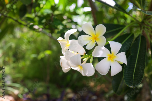Close-up of white plumeria (frangipani) flowers with soft yellow centers, blooming in natural sunlight. Lush green background with gentle bokeh creates a tropical, serene and fresh atmosphere