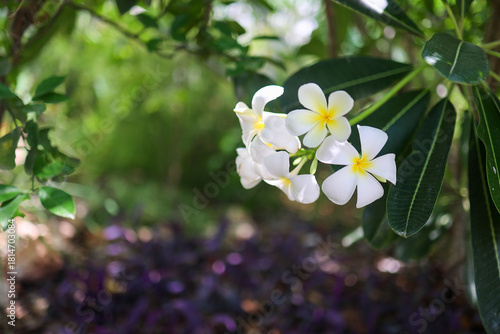 Close-up of white plumeria (frangipani) flowers with soft yellow centers, blooming in natural sunlight. Lush green background with gentle bokeh creates a tropical, serene and fresh atmosphere