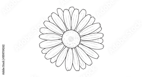 Line Art Illustration of a Dainty Daisy Flower with Radiating Petals for Botanical Study.