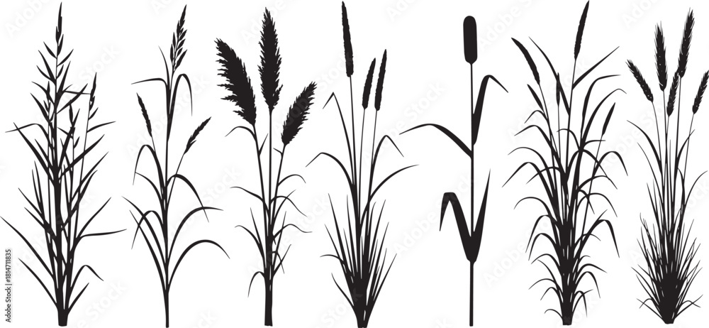 Εκτύπωση καμβά Big cattail and reed marsh grass silhouettes set, various wetland plants and lon