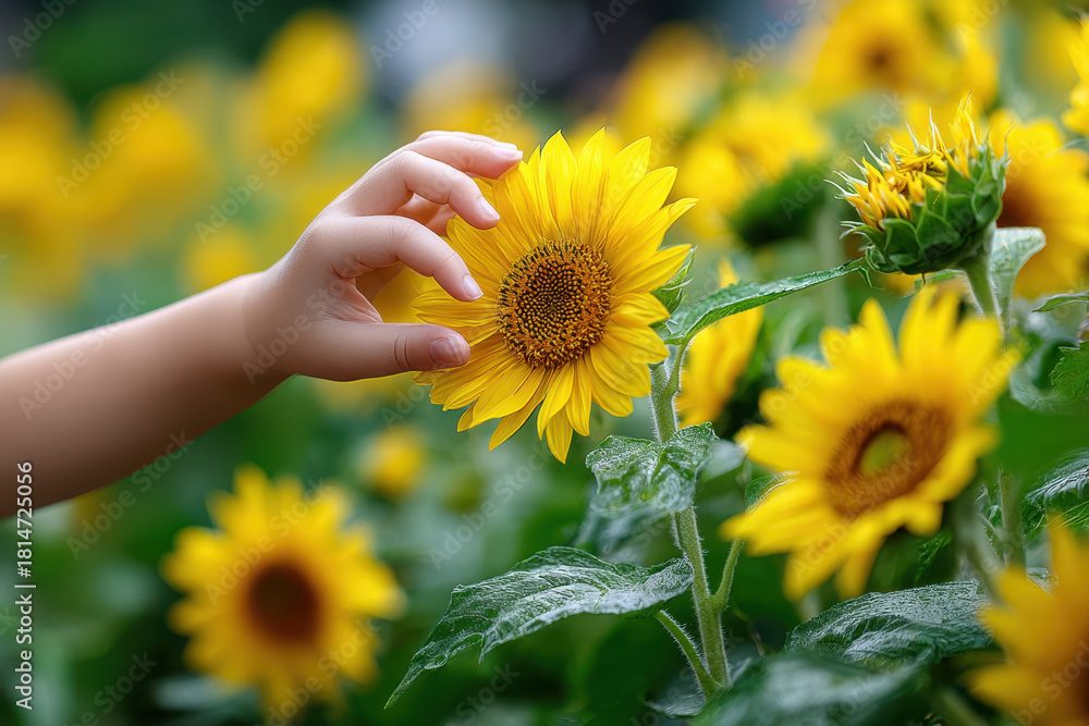 Fototapeta premium Child gently touches sunflower in a vibrant flower field during sunny day