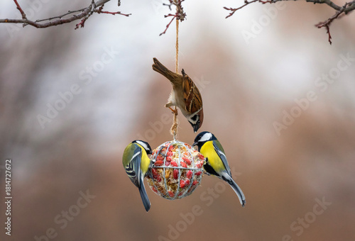 hungry birds tits and sparrows fly at the ball of a feeder with nuts in the winter garden