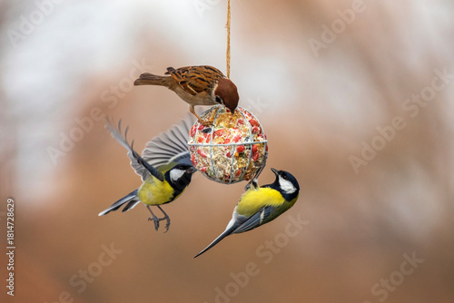 hungry birds tits and sparrows fly at the ball of a feeder with nuts in the w...