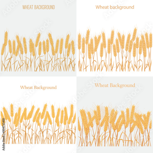 Wheat field illustration with golden ears and agricultural crops pattern