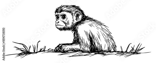 baby monkey sitting in grass hand drawn sketch