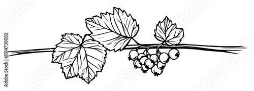 hand drawn grapevine branch with leaves sketch illustration