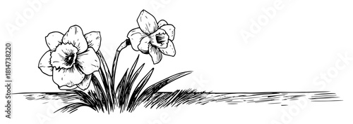 hand drawn daffodil flower bunch sketch illustration