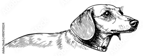 hand drawn dachshund dog head sketch illustration