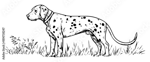 hand drawn dalmatian dog standing sketch illustration