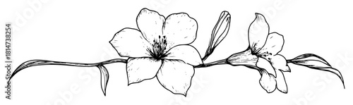 hand drawn blossom branch sketch illustration