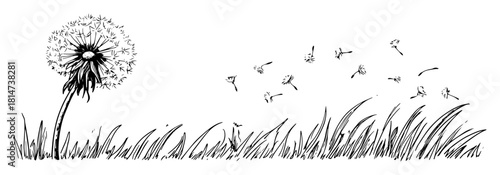 dandelion seed head blowing in meadow hand drawn sketch