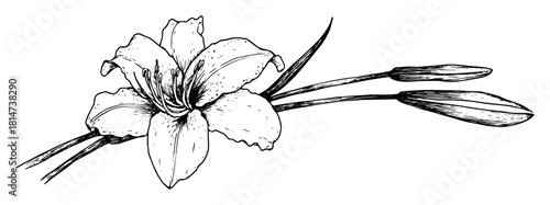 lily flower with buds hand drawn botanical sketch