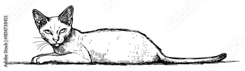 siamese cat lying down hand drawn pet vector sketch illustration