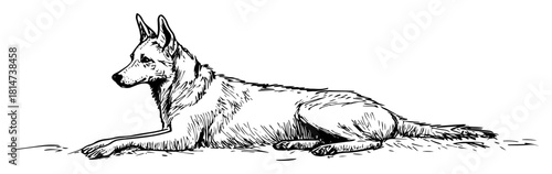 hand drawn german shepherd dog lying sketch illustration