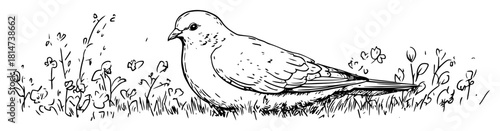 dove standing in meadow botanical sketch