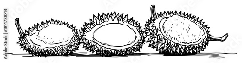 durian exotic fruit cut open hand drawn vector sketch