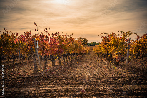 Vibrant Golden Autumn Vineyards near La Vid, Ribera del Duero Wine Region, Spain