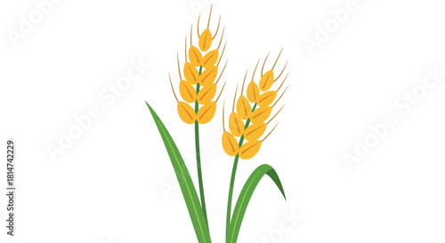Golden wheat stalks with green stems a simple illustration of grain