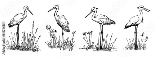 marsh storks standing in reeds monochrome vector illustration