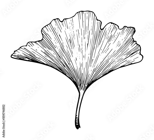 ginkgo biloba fan leaf botanical monochrome vector illustration
