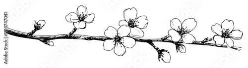 cherry blossom branch monochrome vector illustration