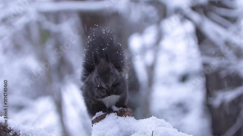 Squirrel (Sciurus vulgaris) Scoiattolo	