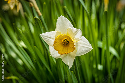 Daffodil in Bloom