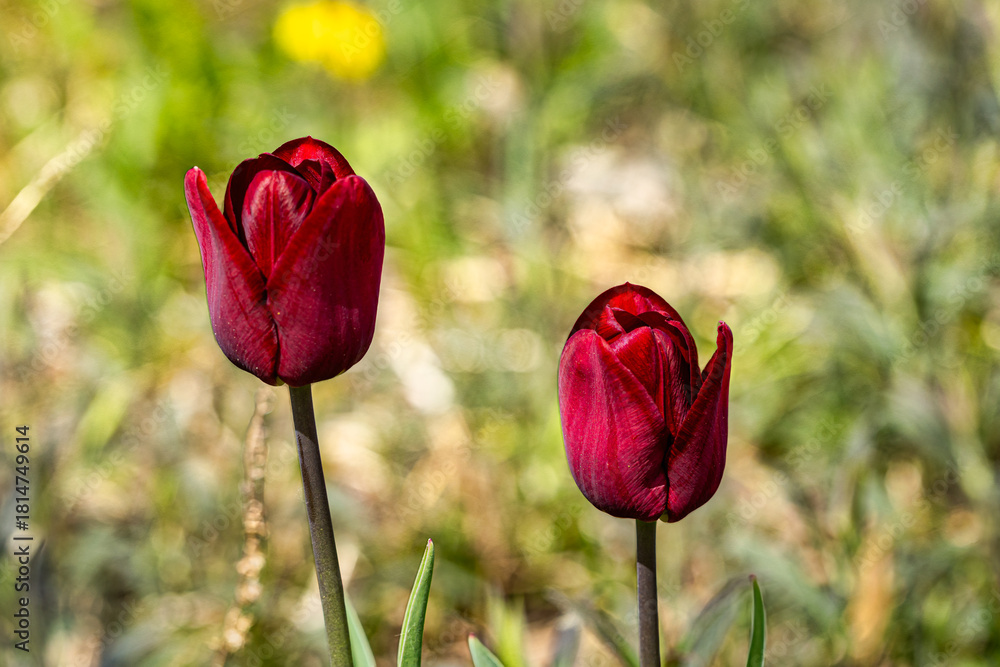 Obraz premium Red Tulips in a Field