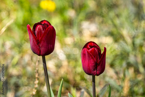 Red Tulips in a Field