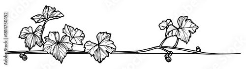 hand drawn ivy plant crawling sketch