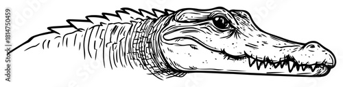 crocodile head hand drawn sketch illustration