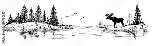 moose near lake in forest hand drawn landscape