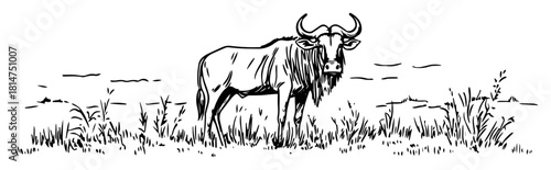 wildebeest in grassland hand drawn sketch