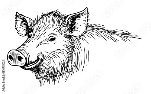 wild boar head close up hand drawn sketch