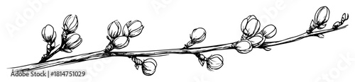 willow branch with buds hand drawn sketch