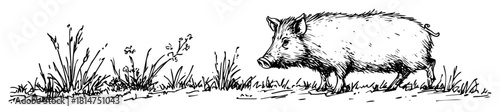 little wild boar walking hand drawn sketch