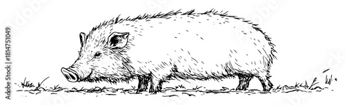 cute baby wild boar walking sketch