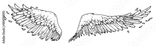 pair of angel wings hand drawn illustration